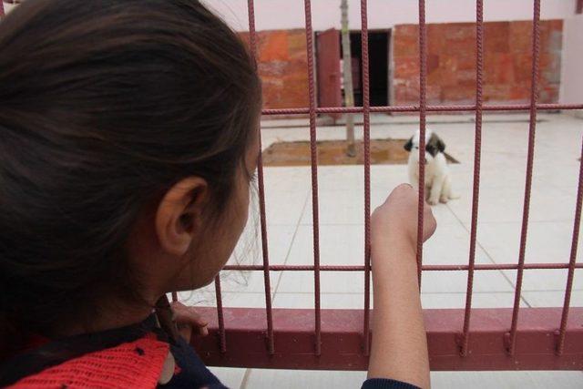 Öğrenciler, Koruma Altına Alınan Sokak Hayvanlarını Ziyaret Etti