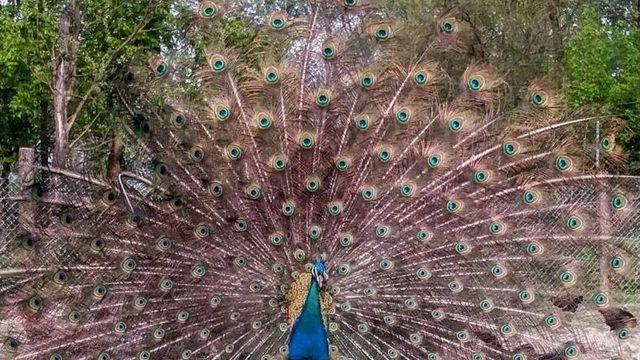 Artık Birde Dişisi Var