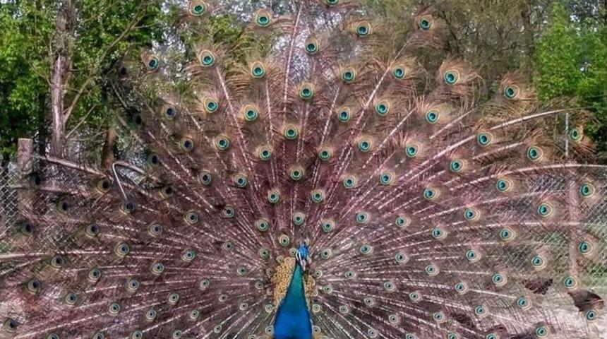 Artık Birde Dişisi Var