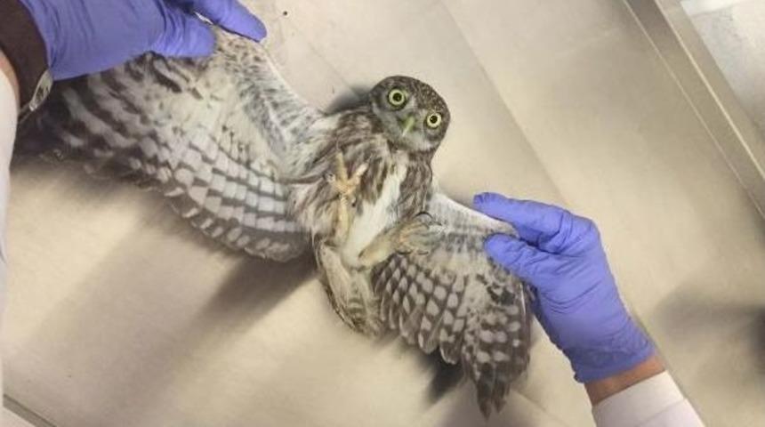 Yavru Baykuş Tedavisi Sonrası Doğaya Salındı