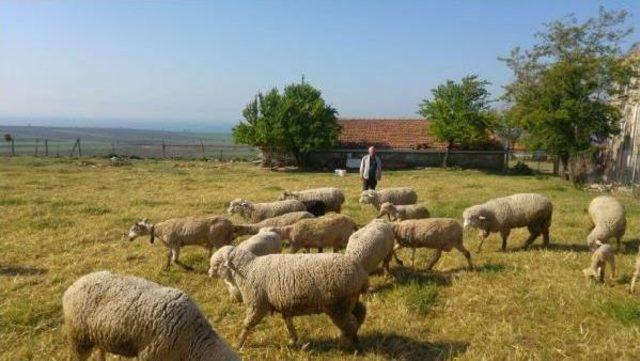 Muhtarın Koyunu Üçüncü Kez Ikiz Yavruladı