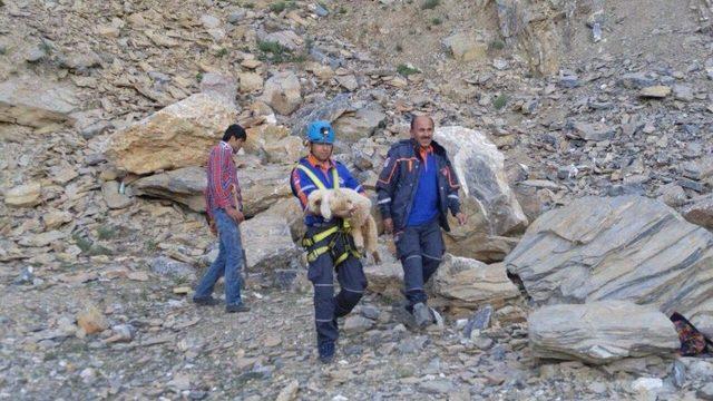 Dağda Mahsur Kalan Kuzuyu Afad Ekipleri Kurtardı