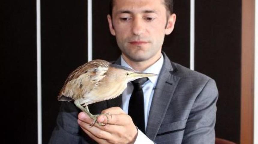 Kastamonu'da Hint G&ouml;let Balık&ccedil;ıl Kuşu Bulundu