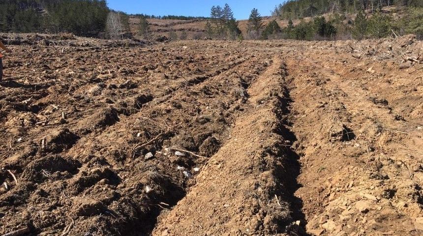 Taşk&ouml;pr&uuml;&rsquo;de 184 Bin Fidan Toprakla Buluştu