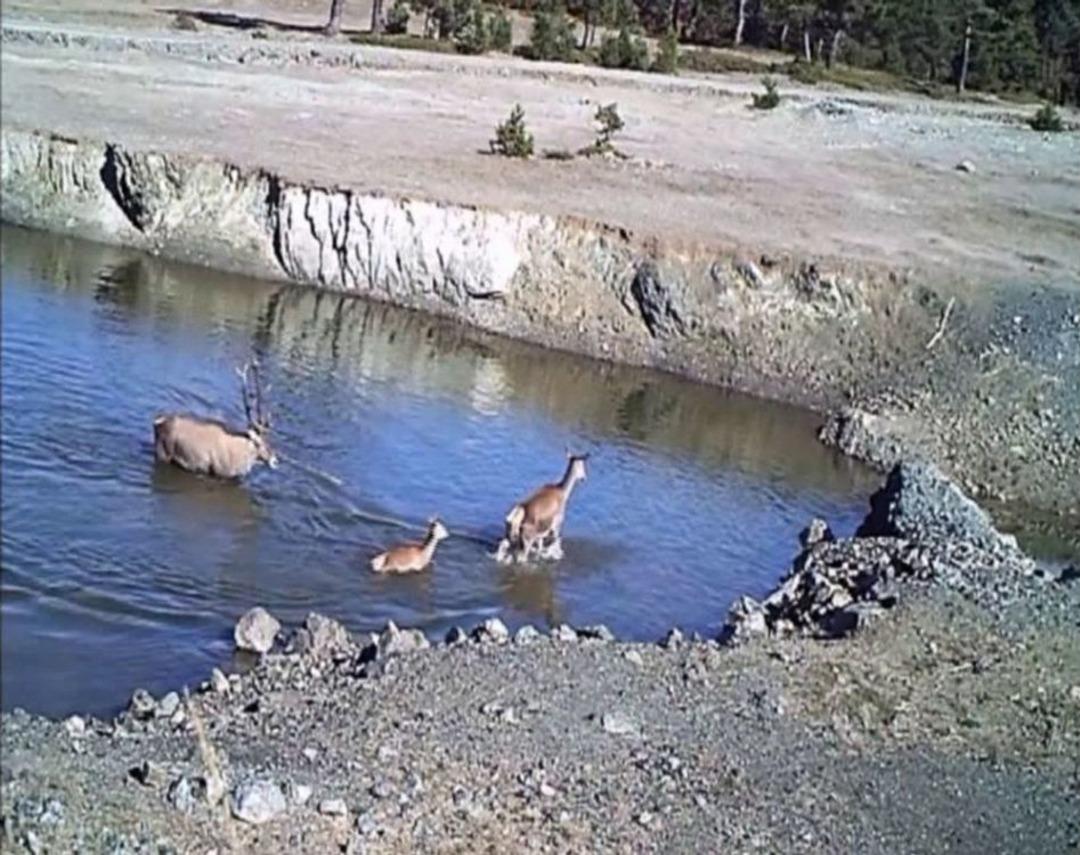 Vahşi Yaşamın Sırları &ldquo;fotokapan&rdquo;a Yakalandı