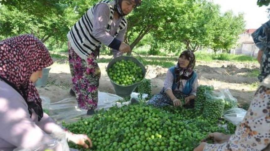 Papaz Eriği Herkesi Memnun Etti