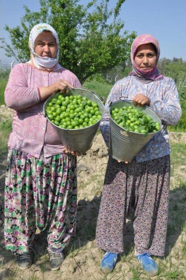 Papaz Eriği Herkesi Memnun Etti