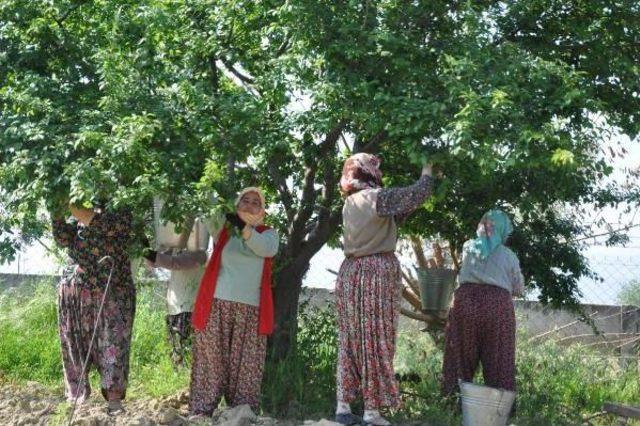 Papaz Eriği Herkesi Memnun Etti