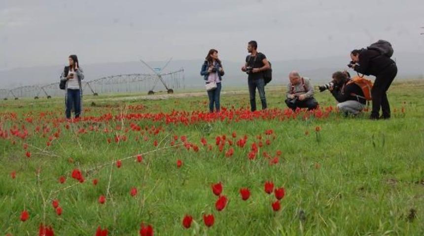 Muş Lalesini Fotoğrafladılar