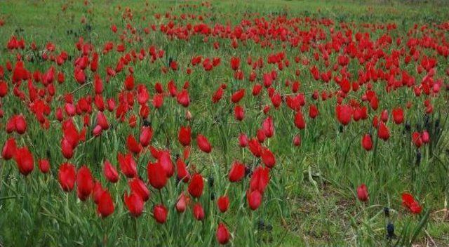 Muş Lalesini Fotoğrafladılar