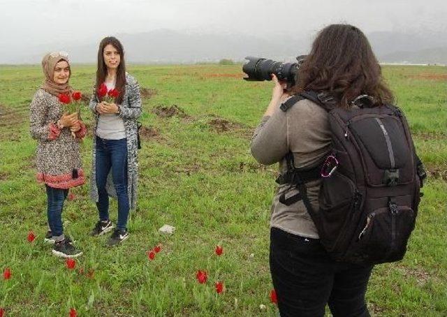 Muş Lalesini Fotoğrafladılar