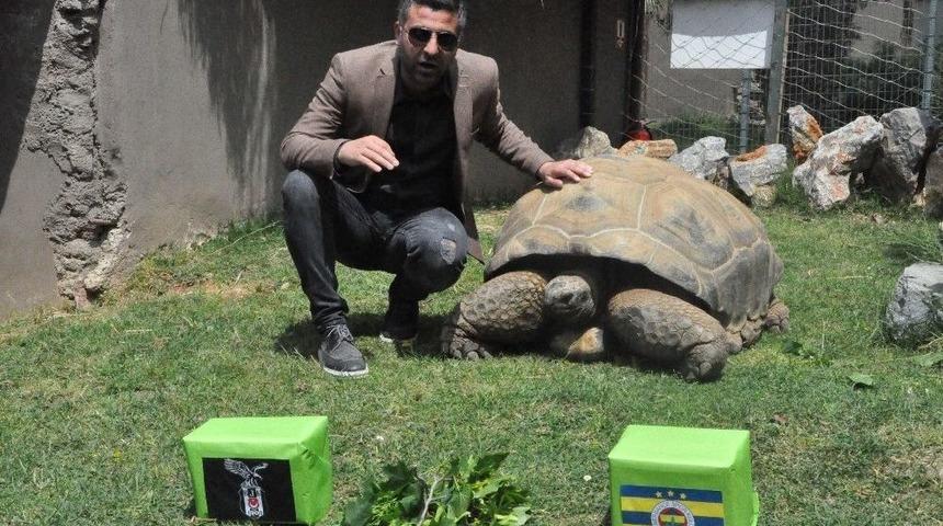 (&ouml;zel Haber) 97 Yaşındaki Kaplumbağa Tuki&rsquo;den Derbi Tahmini