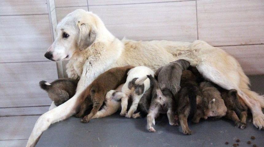 K&ouml;pek&rsquo;ten &rsquo;annelik&rsquo; Dersi