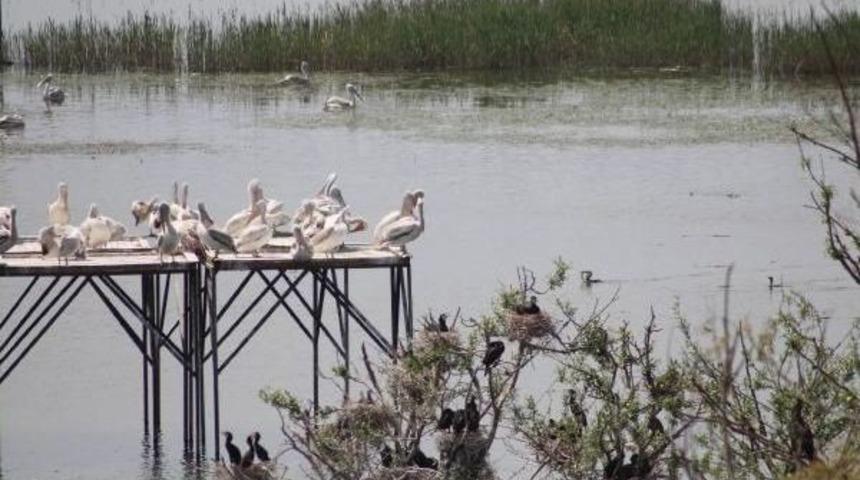 Manyas Kuş Cenneti Yavru Kuşlarla Şenlendi