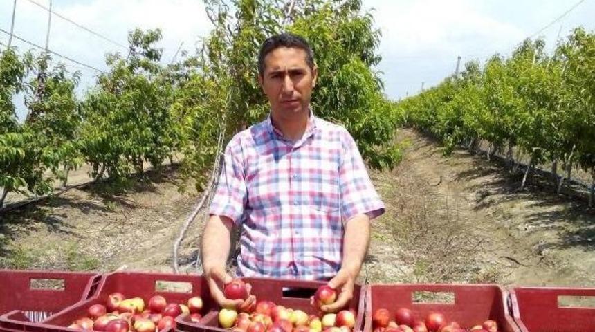 Turfanda Nektarin Hasadı Başladı