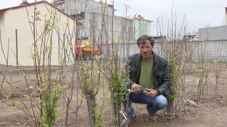 Ahlat&rsquo;ta En &Ccedil;ok Kayısı Fidanı Satılıyor
