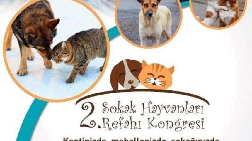 Sokak Hayvanları Refahı Kongresi Nil&uuml;fer&rsquo;de Yapılacak