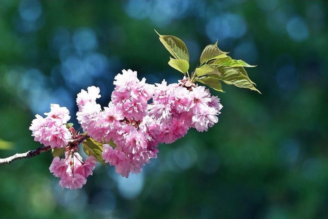 Dikmen Vadisi&rsquo;nde Japon Kirazı G&uuml;zelliği