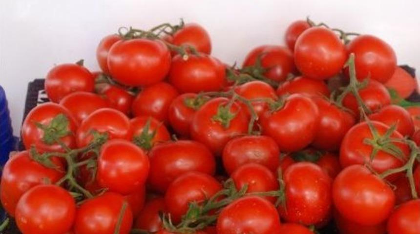 Tokat&rsquo;ta Domates Ekim Sahası Y&uuml;zde 30 Oranında Azaldı