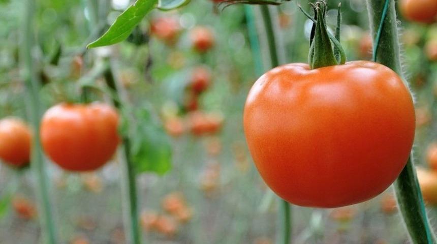 Domatesin Ateşi D&uuml;şt&uuml;