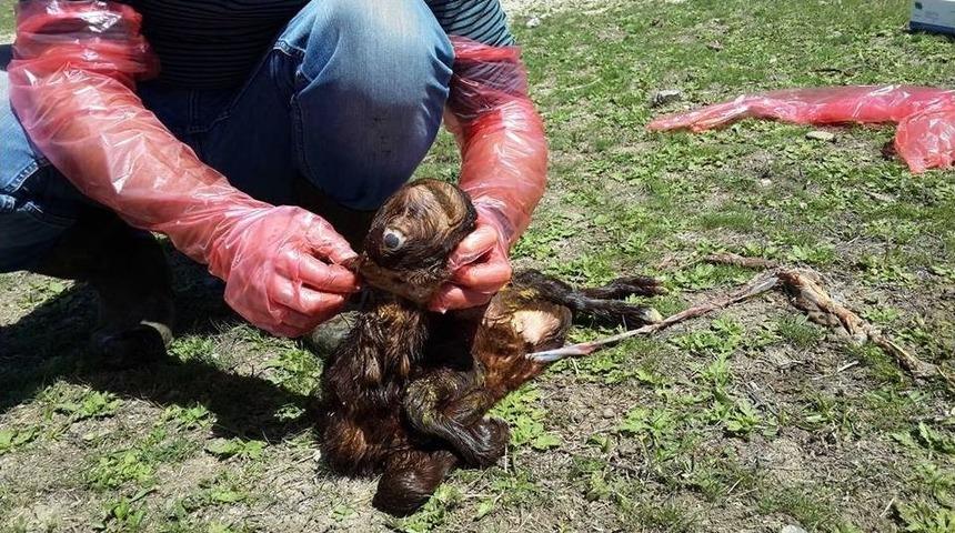 Ağrı&rsquo;da Tek G&ouml;zl&uuml; Kuzu D&uuml;nyaya Geldi