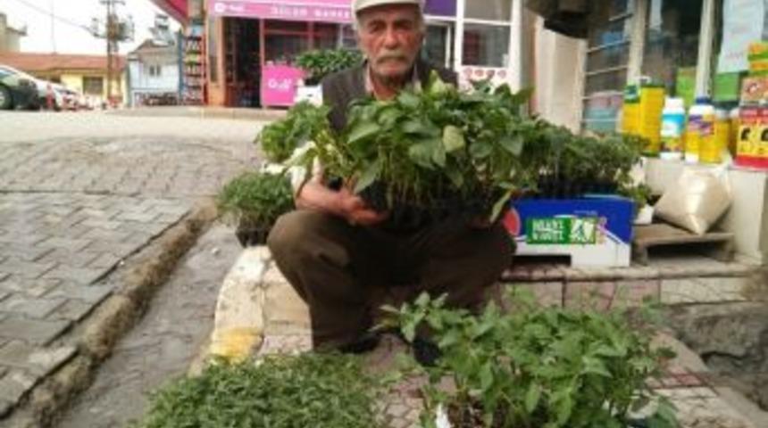 Hisarcık&rsquo;ta Sebze Fidesi Satışları Arttı