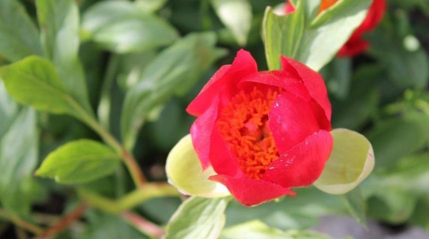 Kan &Ccedil;i&ccedil;ekleri G&ouml;renleri B&uuml;y&uuml;l&uuml;yor