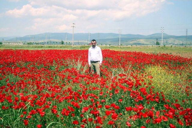 Kan Çiçekleri Görenleri Büyülüyor