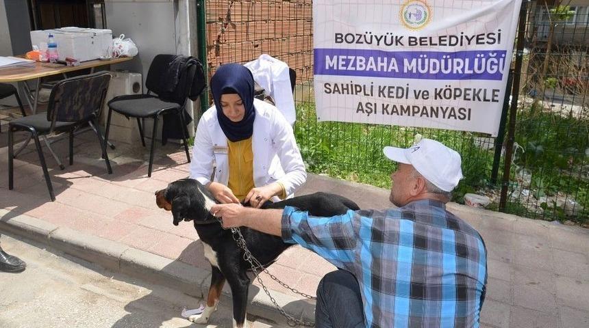 Boz&uuml;y&uuml;k&rsquo;te 304 Sahipli K&ouml;pek Aşılandı
