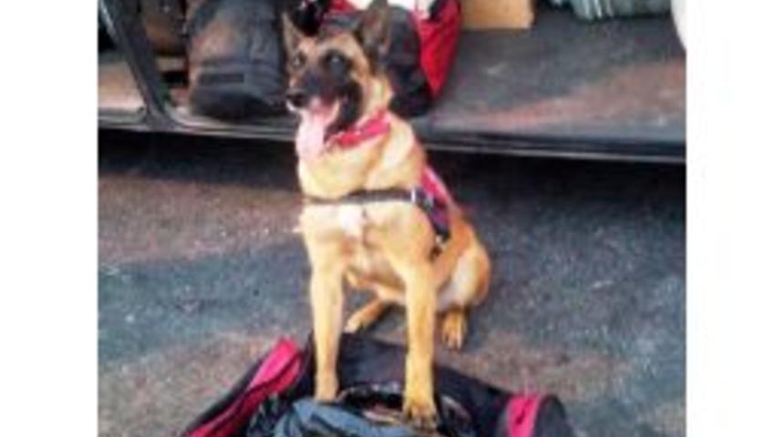 Polis K&ouml;peği '&ccedil;ıtır', Sabunla Kamufle Edilen Esrarı Buldu