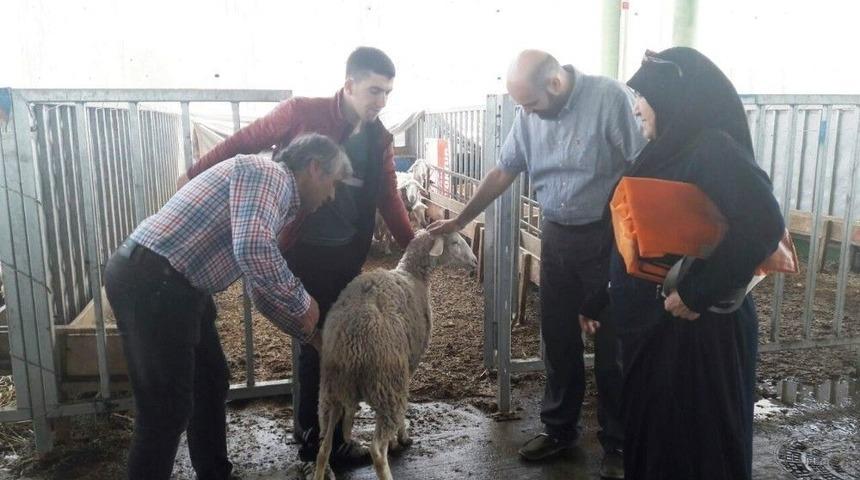 Adak&ccedil;ılar Modern Hayvan Pazarında