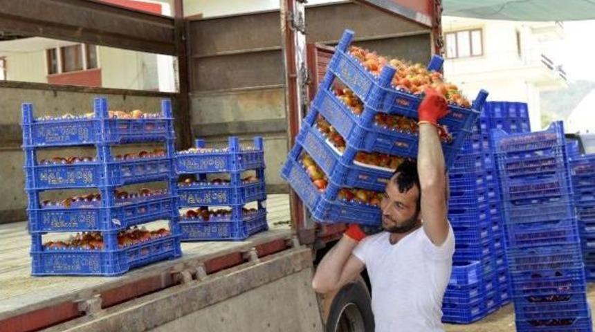 Domates Fiyatları &Ccedil;ift&ccedil;iyi Sevindirdi