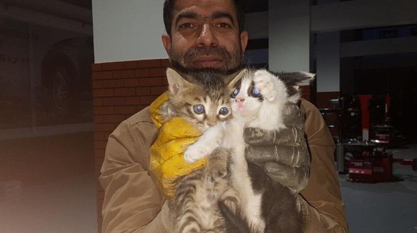 (özel Haber) Kediler Ölmesin Diye Aracının Kaportasını Kırdırdı