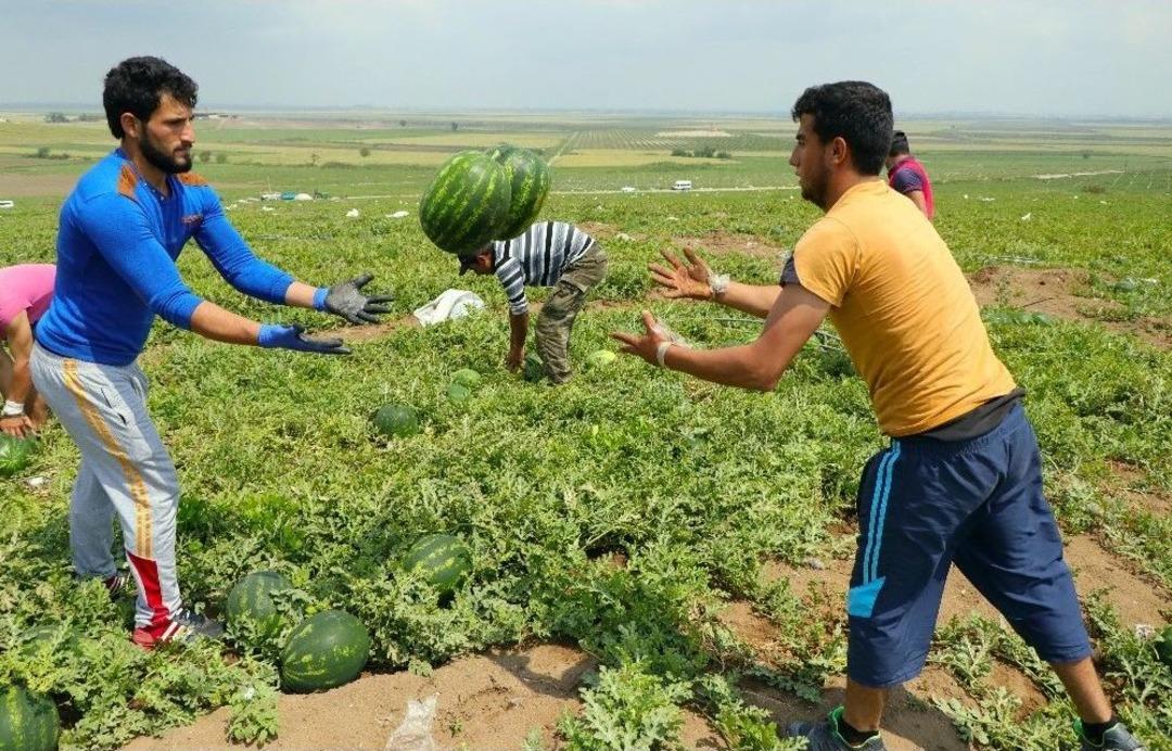 Adana&rsquo;da Turfanda Karpuz Hasadı Başladı