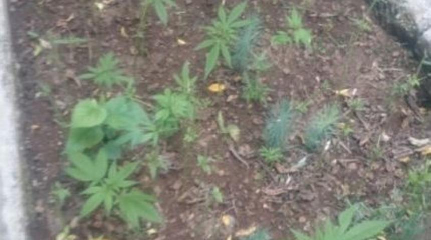 Fethiye&rsquo;de 510 K&ouml;k Kenevir Ele Ge&ccedil;irildi