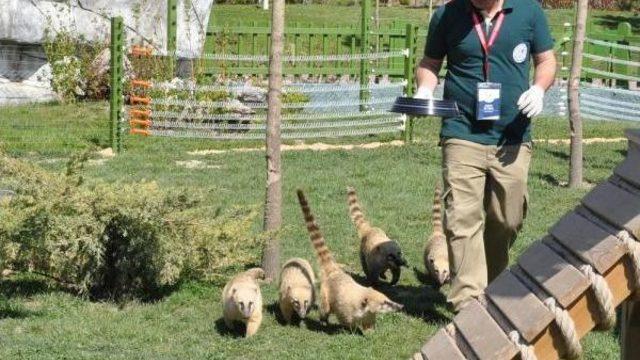 Eskişehir Hayvanat Bahçesi'ndeki Rakun, Elektrikli Çitin Akımına Kapıldı