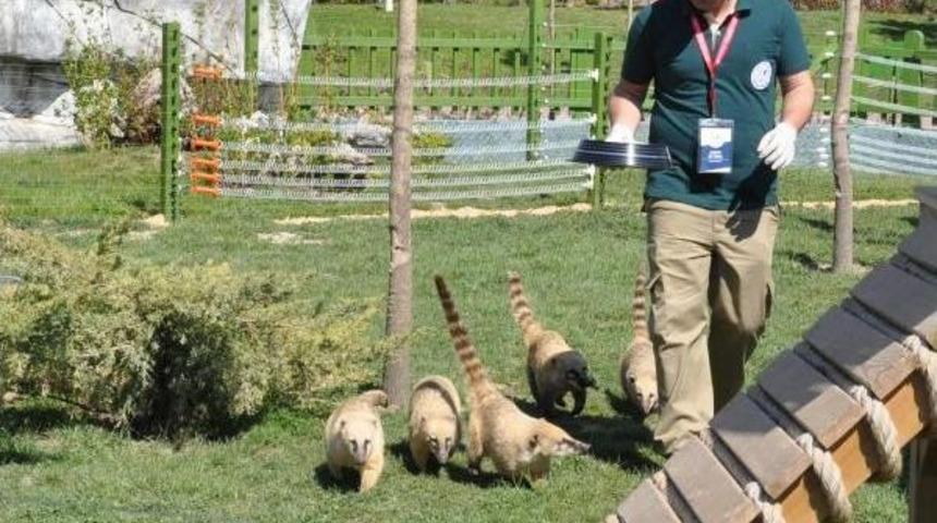 Eskişehir Hayvanat Bah&ccedil;esi'ndeki Rakun, Elektrikli &Ccedil;itin Akımına Kapıldı