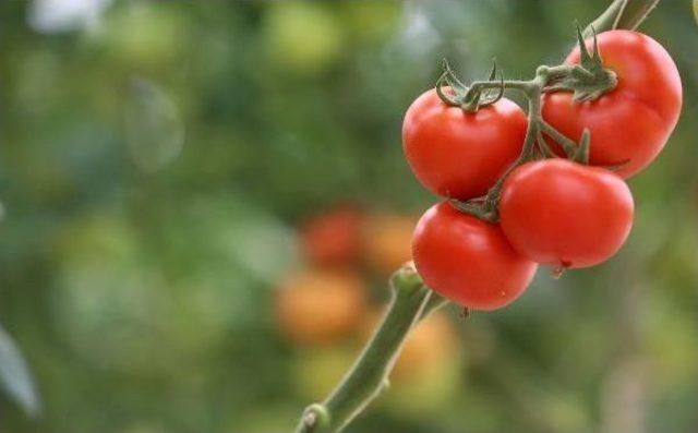 Mersin'de Domates Üreticisinin 'rusya' Endişesi