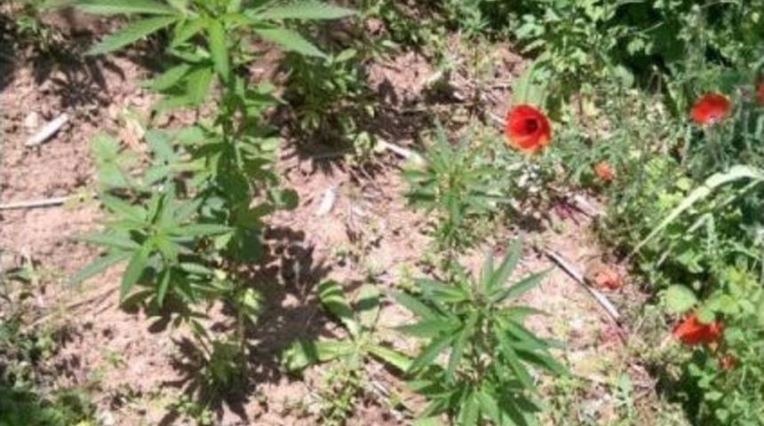 Alanya&rsquo;da 36 K&ouml;k Hint Keneviri Ve Ruhsatsız Av T&uuml;feği Ele Ge&ccedil;irildi