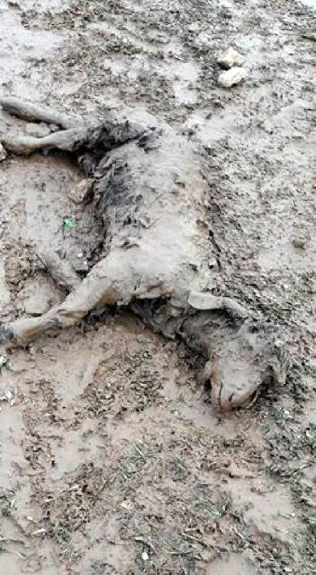 Dolu, Korkuteli de Etkili Oldu 2