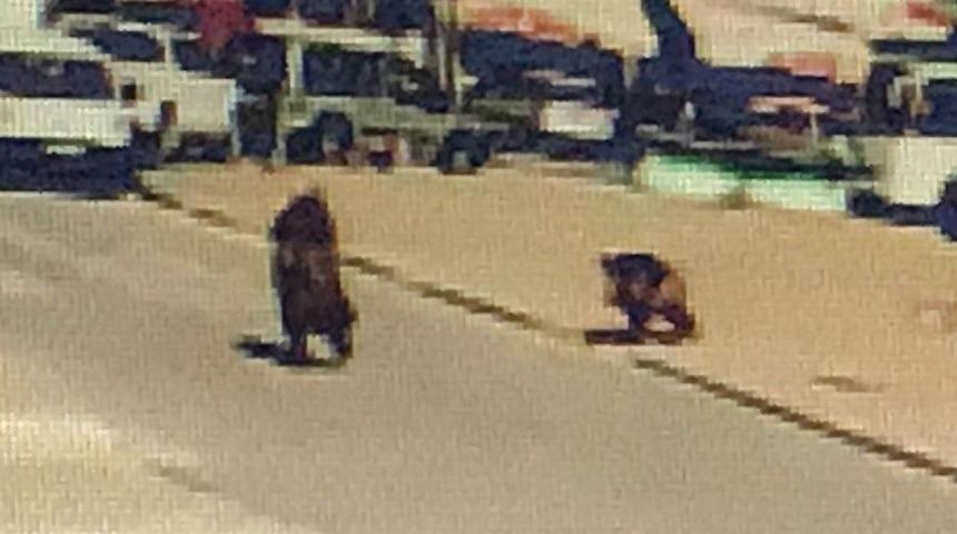 Şehre İnen Yaban Domuzu Gen&ccedil; Kadını Kovaladı