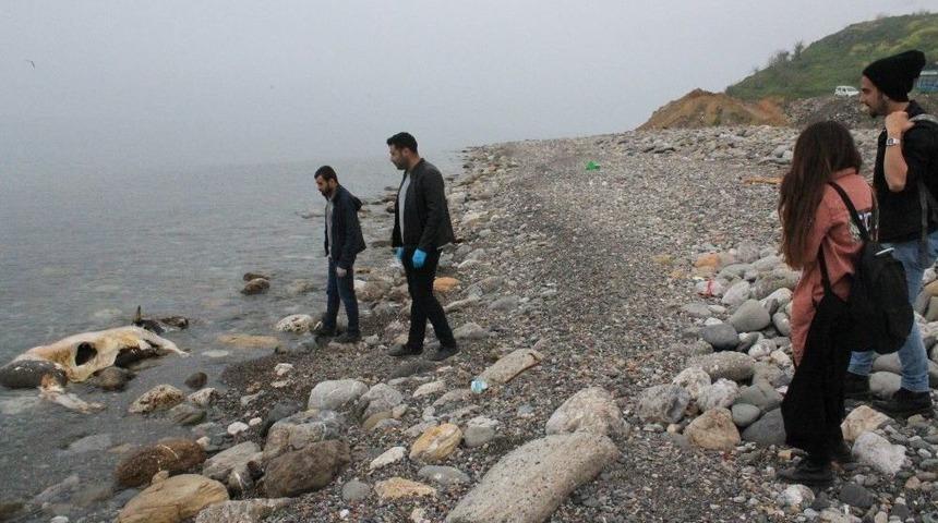 Sahile &Ouml;l&uuml; İnek Vurdu