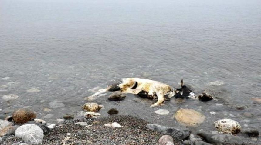 Zonguldak'ta Telef Olan Inek, Sahile Vurdu