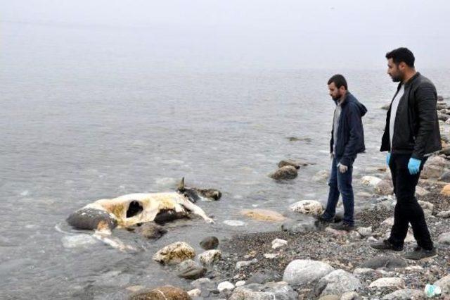 Zonguldak'ta Telef Olan Inek, Sahile Vurdu