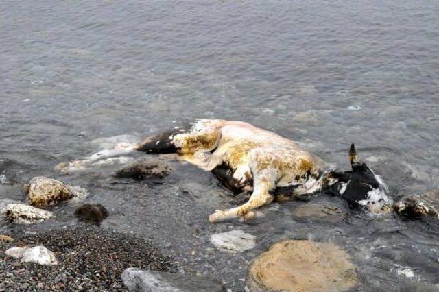 Zonguldak'ta Telef Olan Inek, Sahile Vurdu