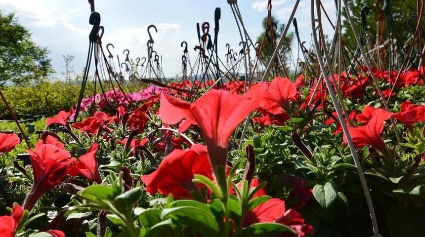 Kırıkkale &Ccedil;i&ccedil;ek Bah&ccedil;esi Haline Geliyor