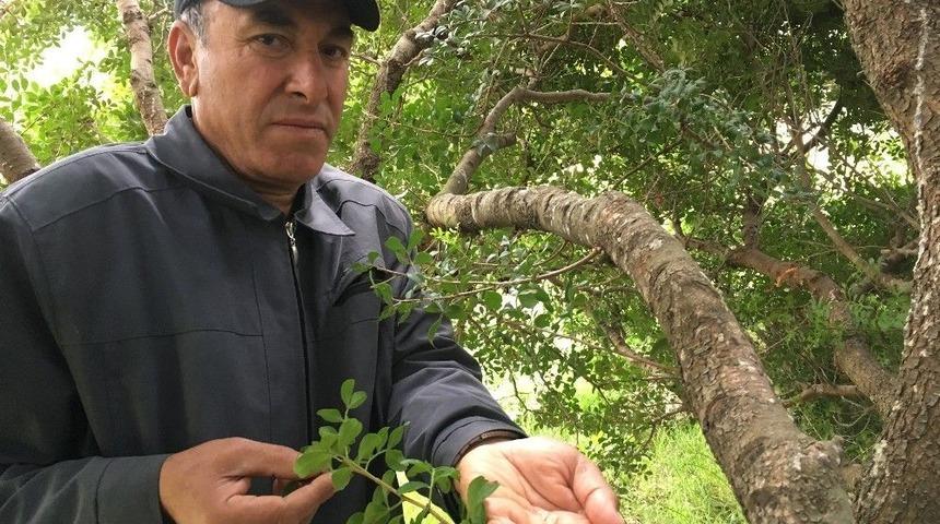 T&uuml;rkiye, Kilosu Bin 500 Liraya Kadar &Ccedil;ıkan Sakız &Uuml;retiminde İddialı