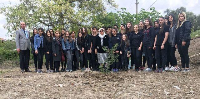 T&uuml;rkiye, Kilosu Bin 500 Liraya Kadar &Ccedil;ıkan Sakız &Uuml;retiminde İddialı 1