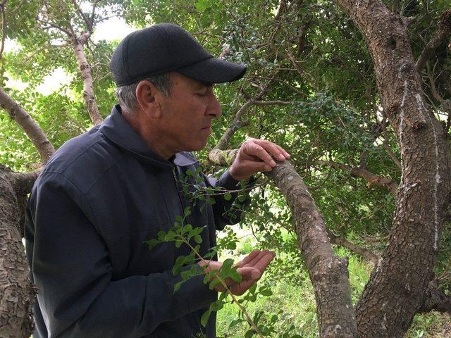 T&uuml;rkiye, Kilosu Bin 500 Liraya Kadar &Ccedil;ıkan Sakız &Uuml;retiminde İddialı 2