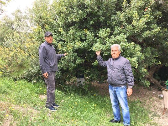 T&uuml;rkiye, Kilosu Bin 500 Liraya Kadar &Ccedil;ıkan Sakız &Uuml;retiminde İddialı 3